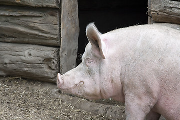 Image showing Fat Pig