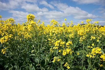 Image showing canola in the farm field