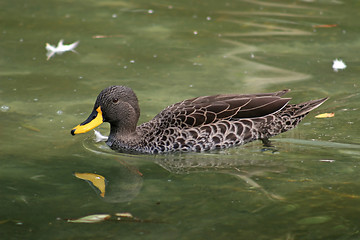 Image showing Duck