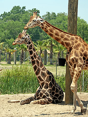 Image showing Giraffes