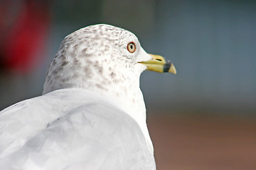 Image showing Seagull