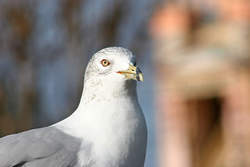 Image showing Seagull