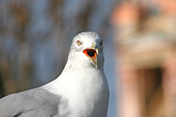 Image showing Seagull