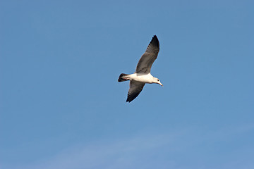 Image showing Seagull