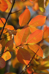 Image showing Autumn foliage