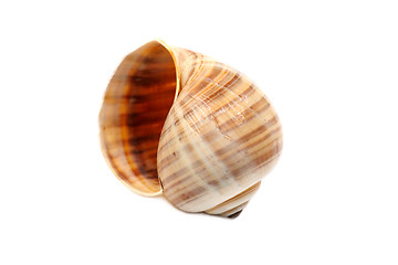 Image showing Fragile Seashell