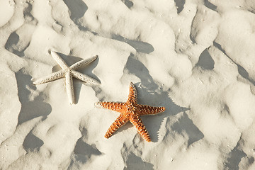 Image showing Couple of starfish lying on a tropical beach