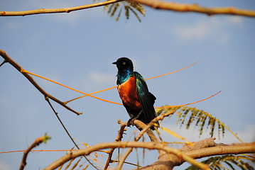 Image showing East african bird