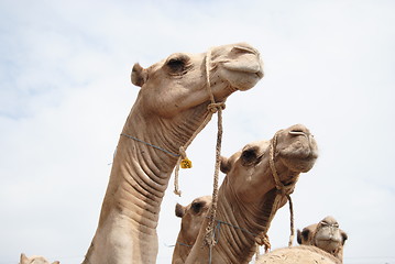 Image showing camels