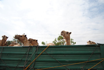 Image showing camels on truch