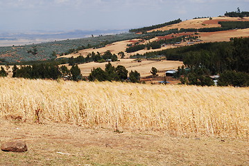 Image showing farmland Ethiopia