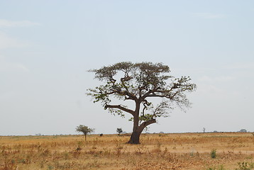 Image showing african tree