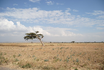 Image showing ethiopian nature