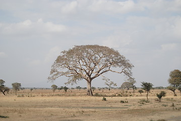 Image showing ethiopian tree