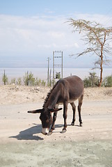 Image showing donkey