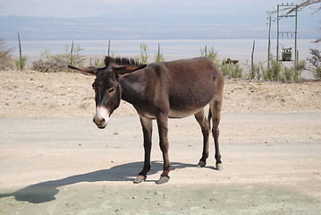 Image showing ethiopian donkey