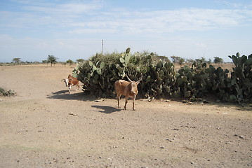 Image showing oxes in ethiopia