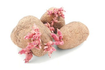 Image showing potatoes with pink shoots isolated on white background 