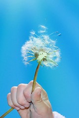 Image showing dandelion wishing blowing seeds