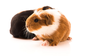 Image showing baby guinea pig