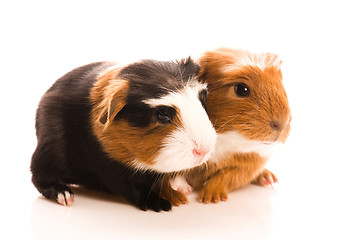 Image showing baby guinea pig