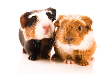 Image showing baby guinea pig