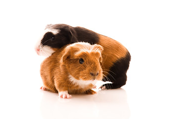 Image showing baby guinea pig