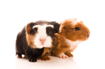 Image showing baby guinea pig