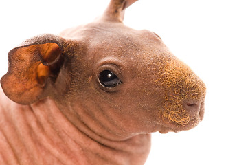 Image showing skinny guinea pig