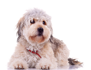 Image showing  seated Bearded Collie