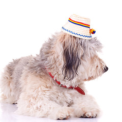 Image showing bearded collie puppy