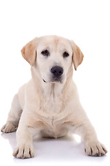 Image showing seated Puppy Labrador 