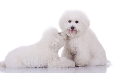 Image showing two happy bichon frise dogs