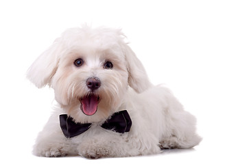 Image showing maltese dog