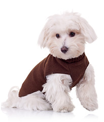 Image showing well dressed bichon maltese 