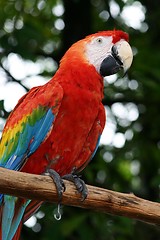 Image showing Parrot