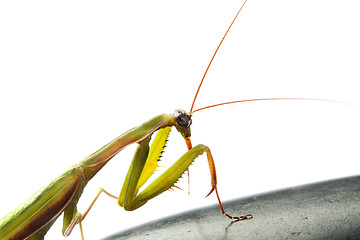 Image showing Praying Mantis