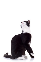 Image showing cute black and white cat