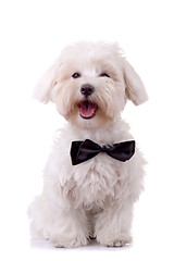 Image showing Bichon Frise looks handsome 