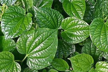 Image showing Plant Leaf