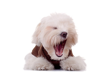 Image showing Yawn - Maltese dog puppy