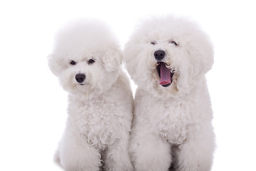 Image showing funny dogs 
