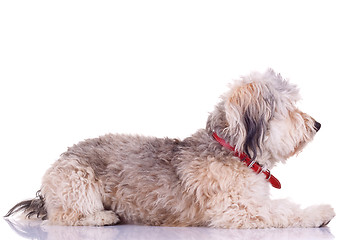Image showing Bearded Collie