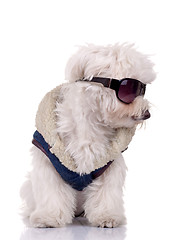 Image showing wll dressed bichon maltese