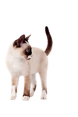 Image showing cute siamese cat 