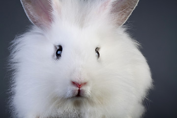 Image showing  rabbit sitting on a grey background