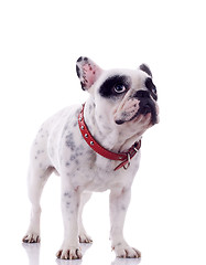 Image showing curious french bulldog