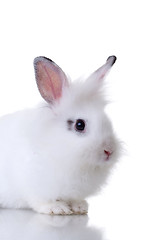 Image showing very cute little white rabbit