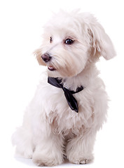 Image showing bichon maltese