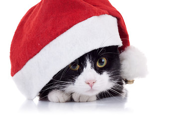 Image showing christmas cat